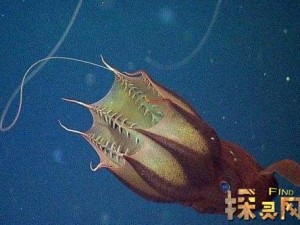 月圆之夜神秘魔法生物全解析：新怪物打法技巧深度分享