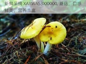 新鲜采摘 XAXWAS3XXXXXL 蘑菇，口感鲜美，营养丰富