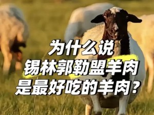 内蒙古锡林郭勒盟苏尼特右旗的羊肉，肉质高干的高质量的肉，被誉为肉中人参