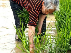 30 种插秧法图片，轻松掌握高效插秧技巧