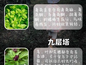 天然植物芙神花，助眠安神好帮手