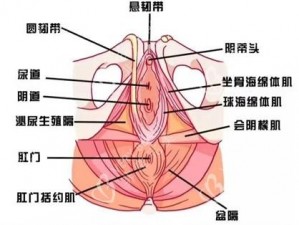 西西人体下体扒开图片，展示了女性私密部位的细节，帮助你更好地了解女性生理结构