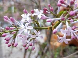 浪漫丁香花免费高清完整在线观看，带你领略爱情的美好与悲伤