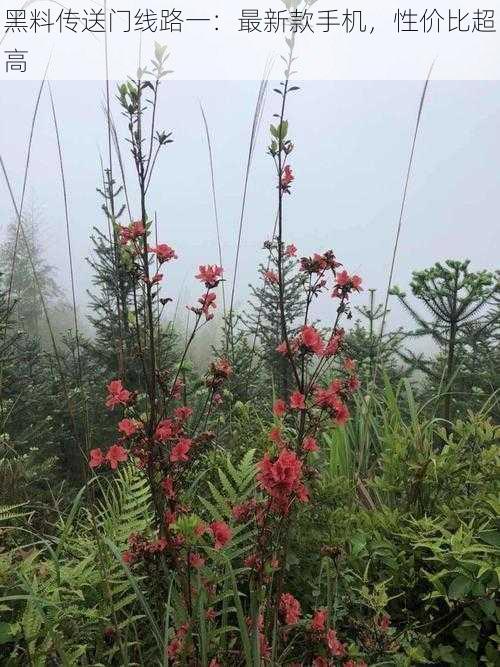 黑料传送门线路一：最新款手机，性价比超高