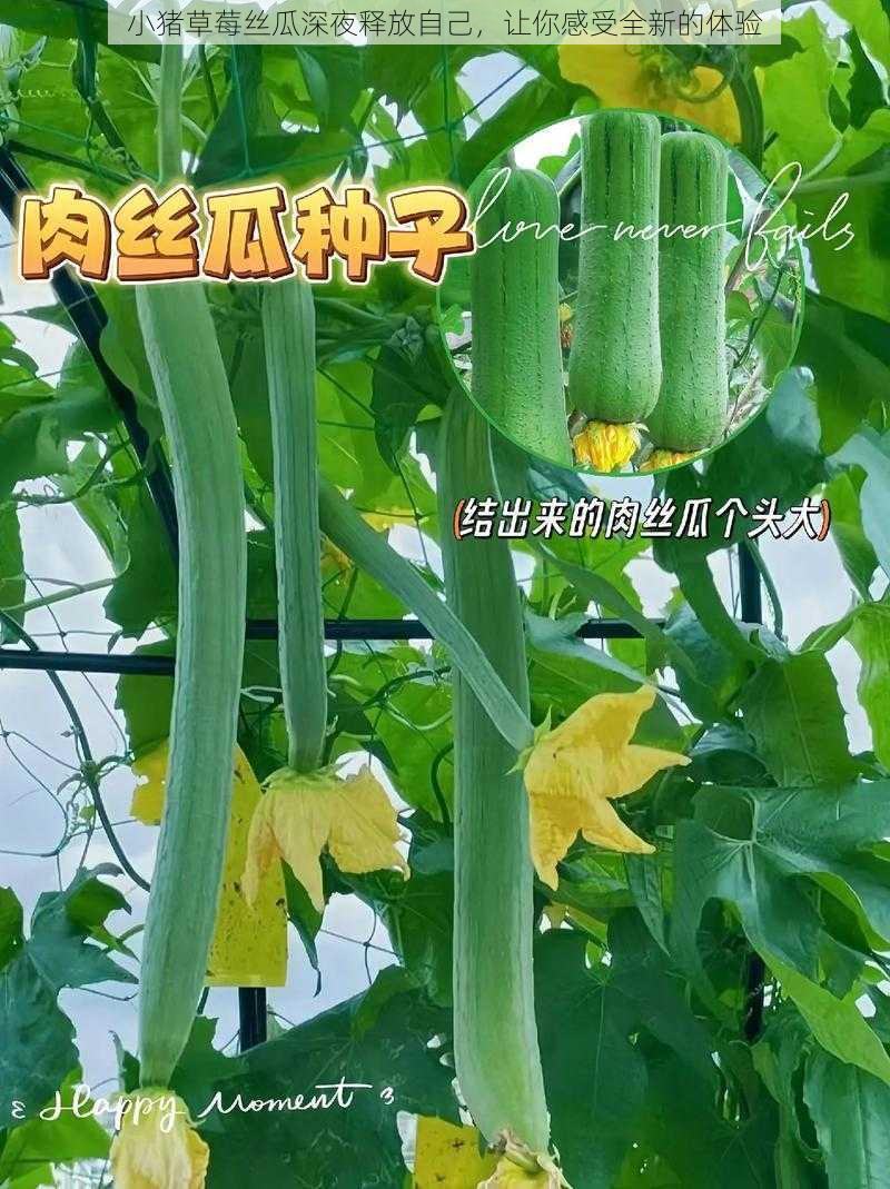 小猪草莓丝瓜深夜释放自己，让你感受全新的体验