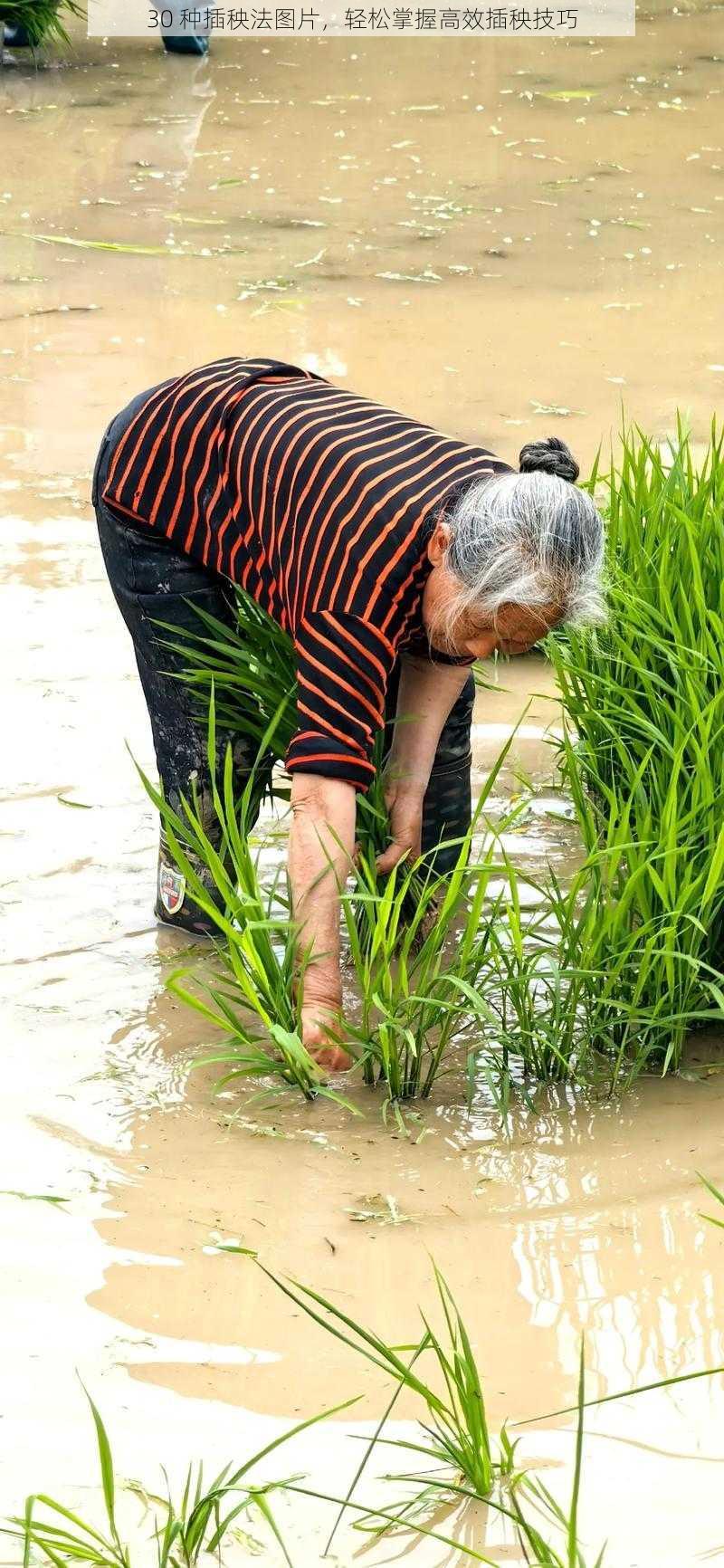 30 种插秧法图片，轻松掌握高效插秧技巧