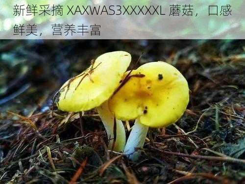 新鲜采摘 XAXWAS3XXXXXL 蘑菇，口感鲜美，营养丰富