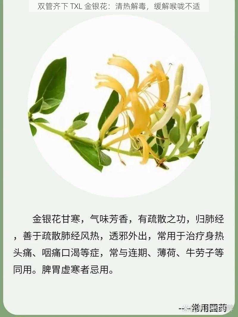 双管齐下 TXL 金银花：清热解毒，缓解喉咙不适