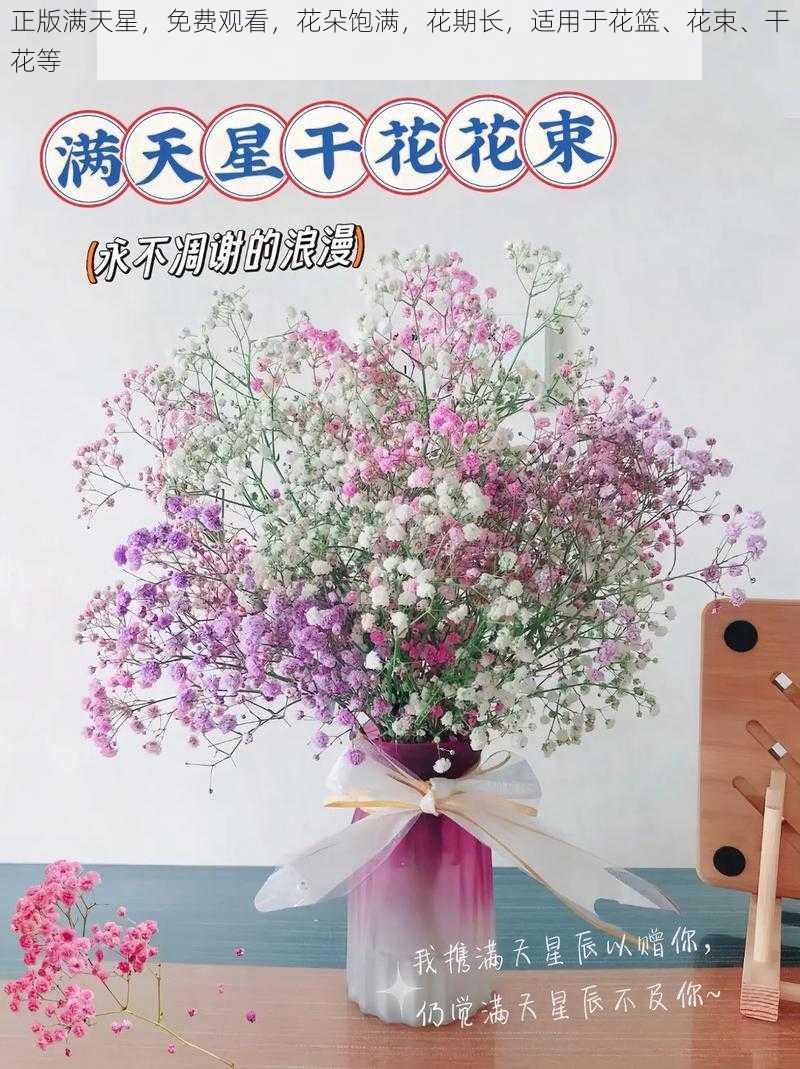 正版满天星，免费观看，花朵饱满，花期长，适用于花篮、花束、干花等