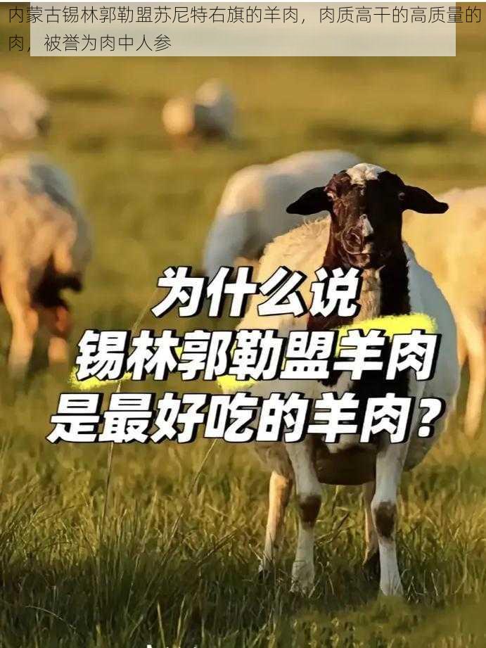 内蒙古锡林郭勒盟苏尼特右旗的羊肉，肉质高干的高质量的肉，被誉为肉中人参