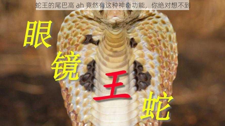 蛇王的尾巴高 ah 竟然有这种神奇功能，你绝对想不到