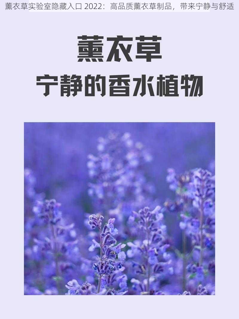 薰衣草实验室隐藏入口 2022：高品质薰衣草制品，带来宁静与舒适