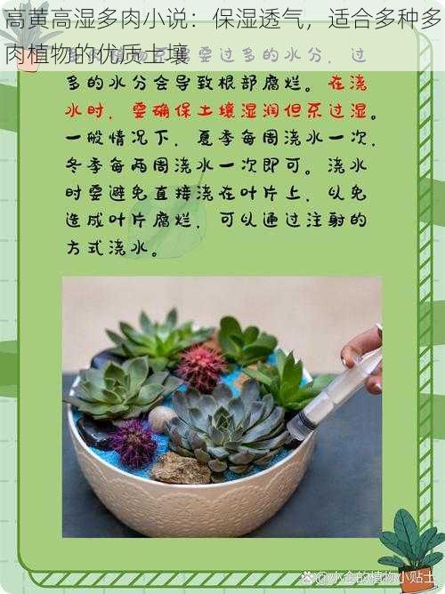 高黄高湿多肉小说：保湿透气，适合多种多肉植物的优质土壤