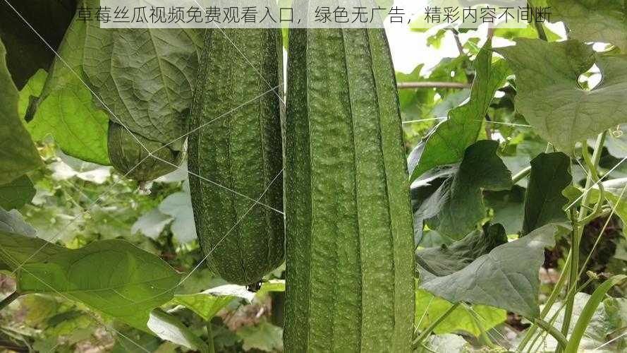 草莓丝瓜视频免费观看入口，绿色无广告，精彩内容不间断