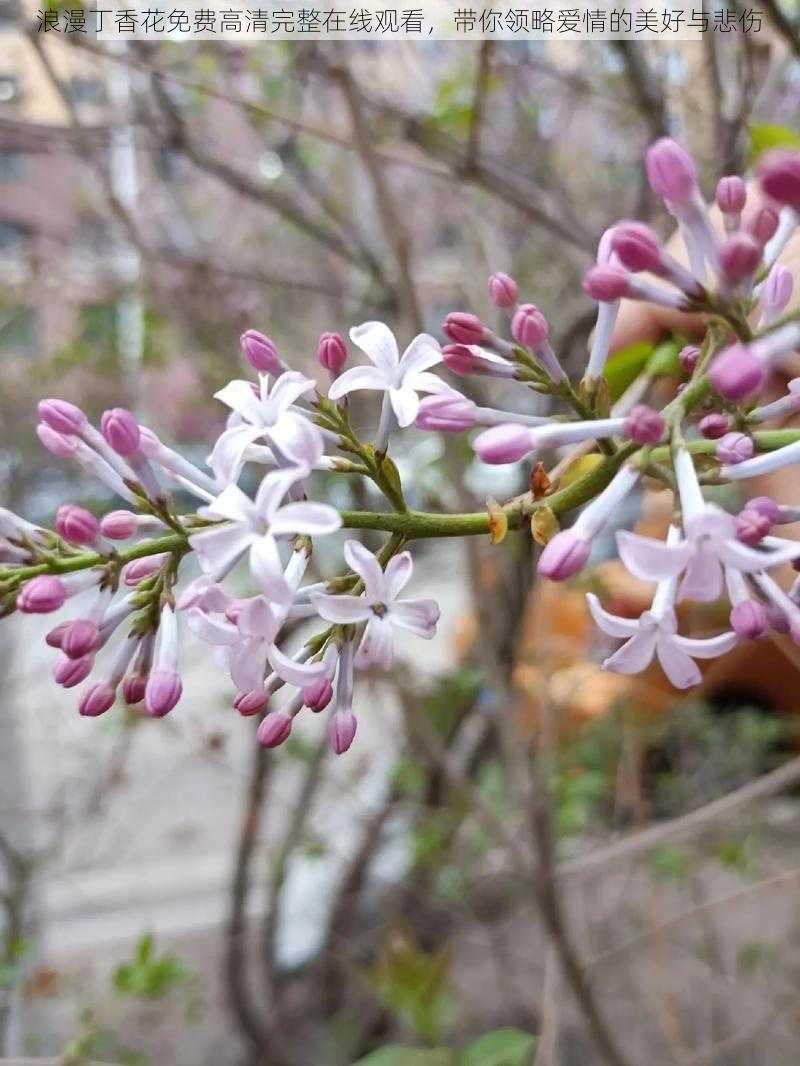 浪漫丁香花免费高清完整在线观看，带你领略爱情的美好与悲伤