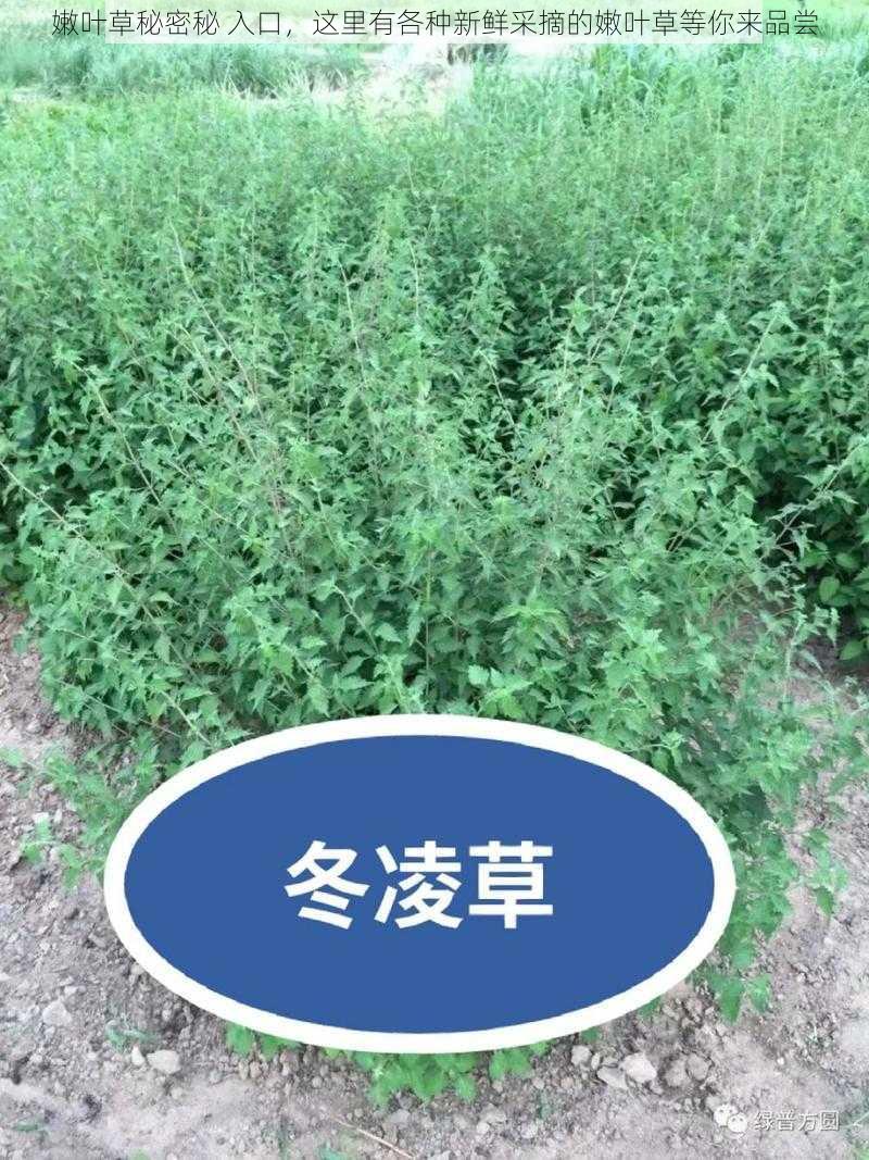 嫩叶草秘密秘 入口，这里有各种新鲜采摘的嫩叶草等你来品尝