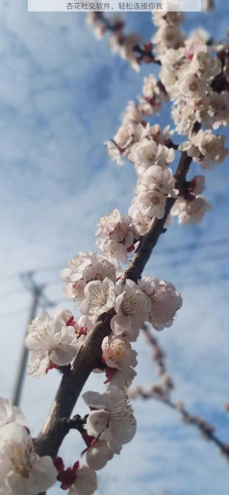 杏花社交软件，轻松连接你我