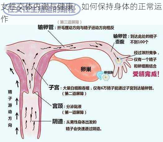 女性交体内谢与健康：如何保持身体的正常运作