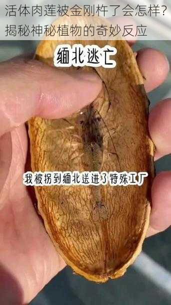 活体肉莲被金刚杵了会怎样？揭秘神秘植物的奇妙反应