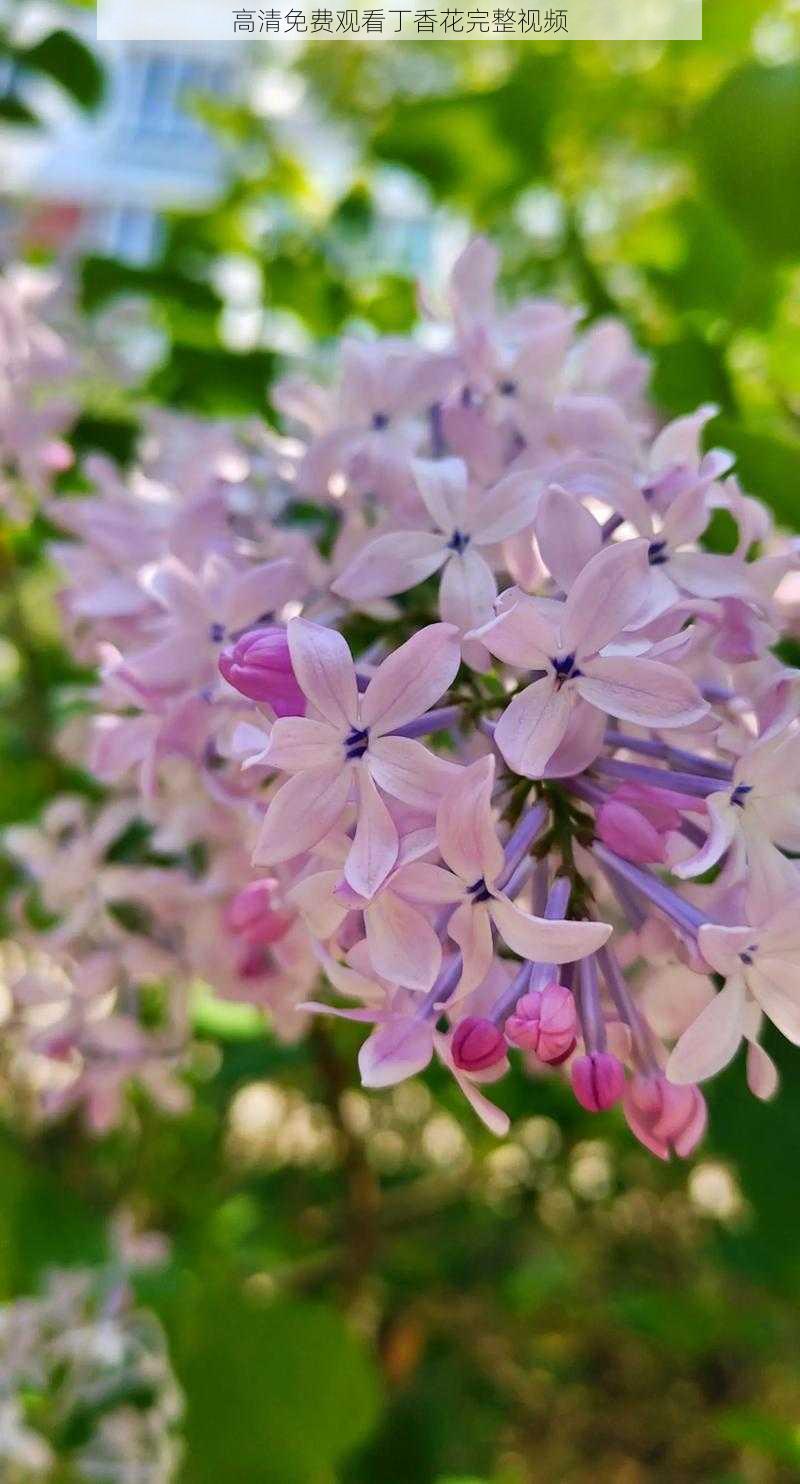 高清免费观看丁香花完整视频